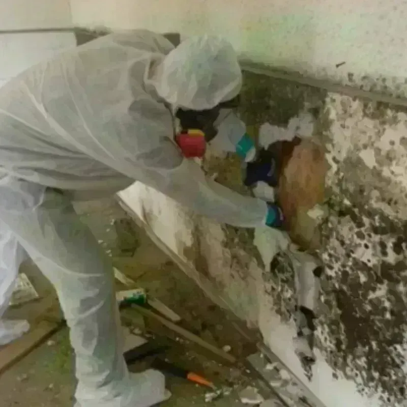 Mold Remediation and Removal in Harbor Beach, MI